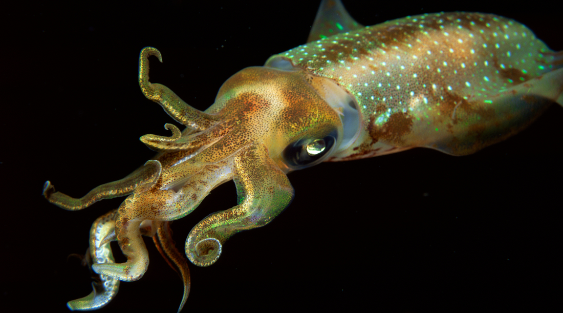 Oh Mighty Squid I Salute You!