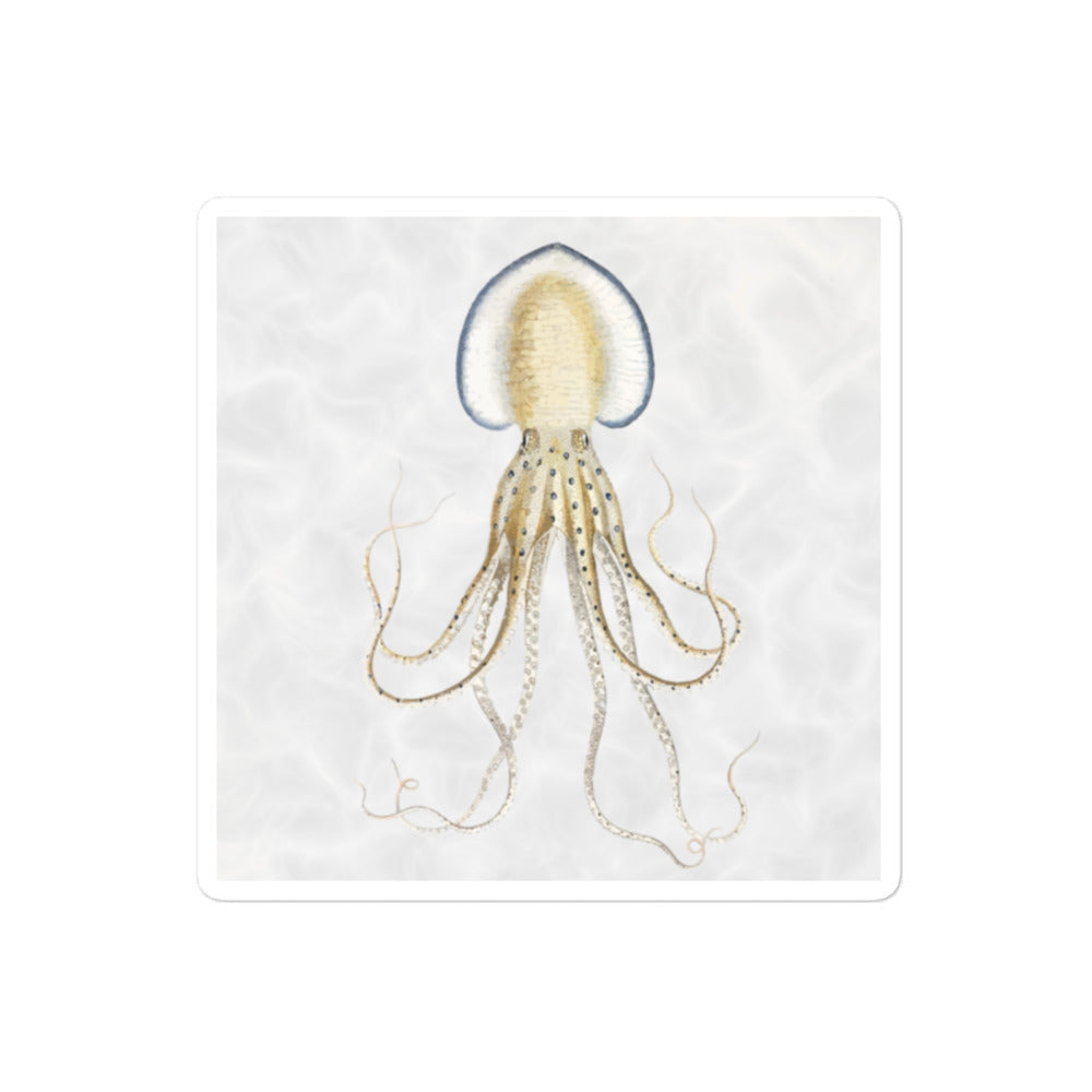 Pinnoctopus Cordifermis octopus 4x4 vinyl sticker with white background — vintage scientific illustration kiss-cut sticker